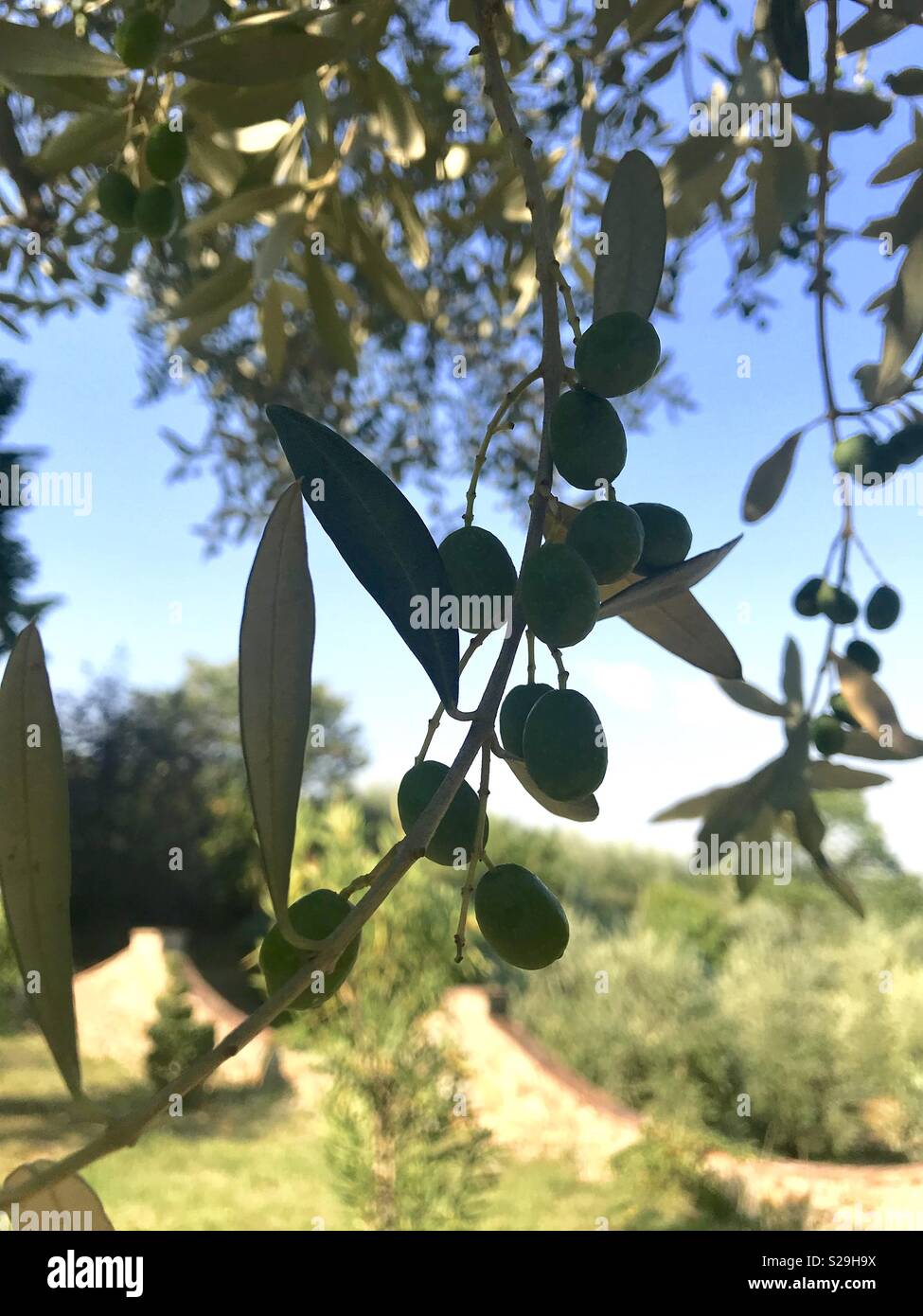 Olives Growing on the Tree in Tuscany Italy Stock Photo Alamy