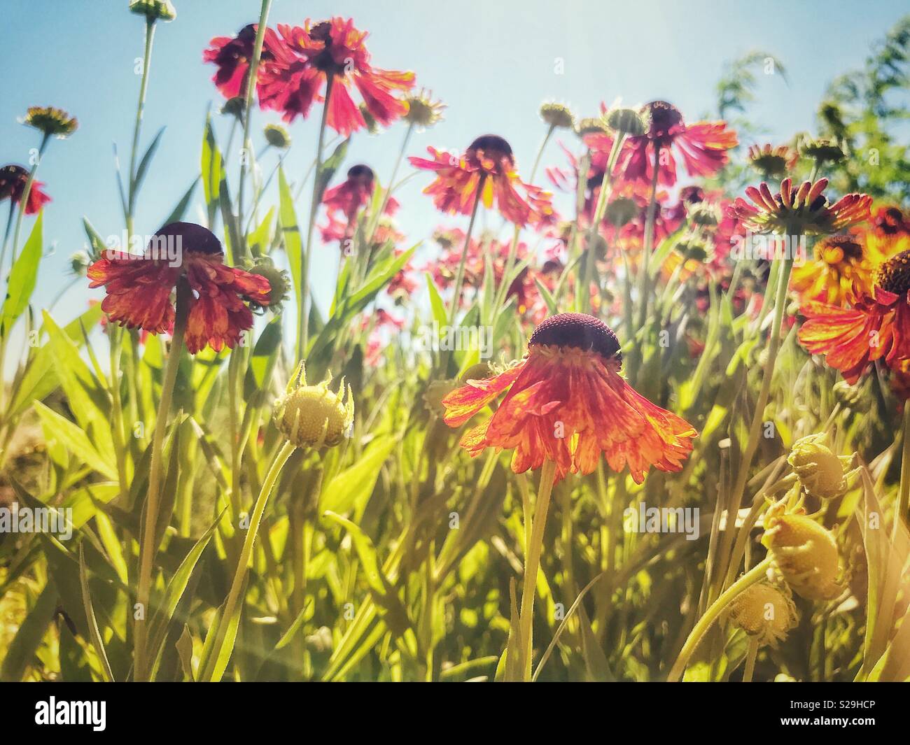 Helenium autumnale, back-lit low angle view - Smartphone Captured Stock Image