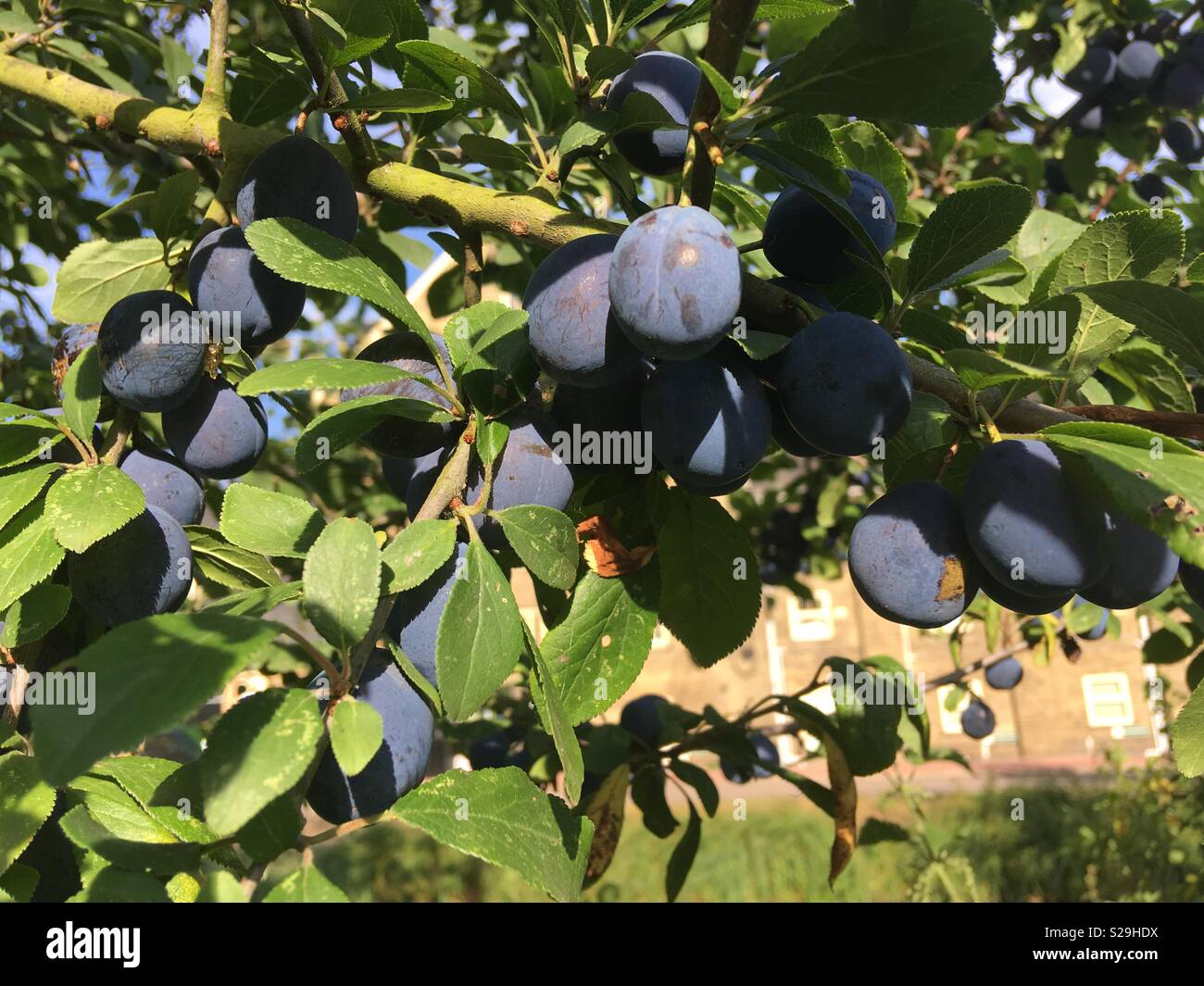 Small Black Bullace, wild plums growing on a tree, a type of Damson