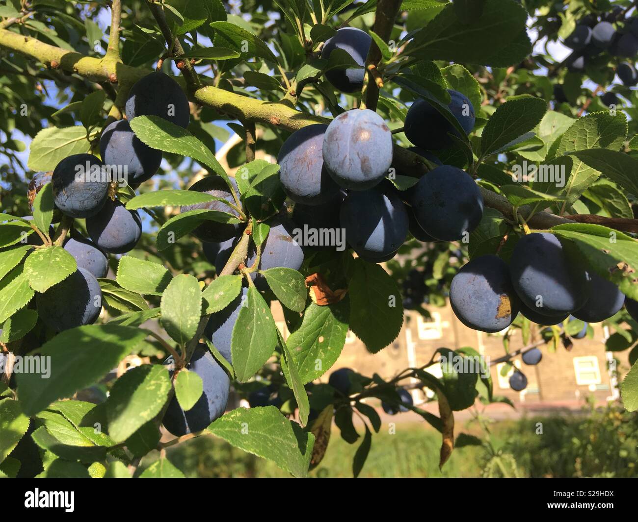 Small Black Bullace, wild plums growing on a tree, a type of Damson that make great jam Stock Photo