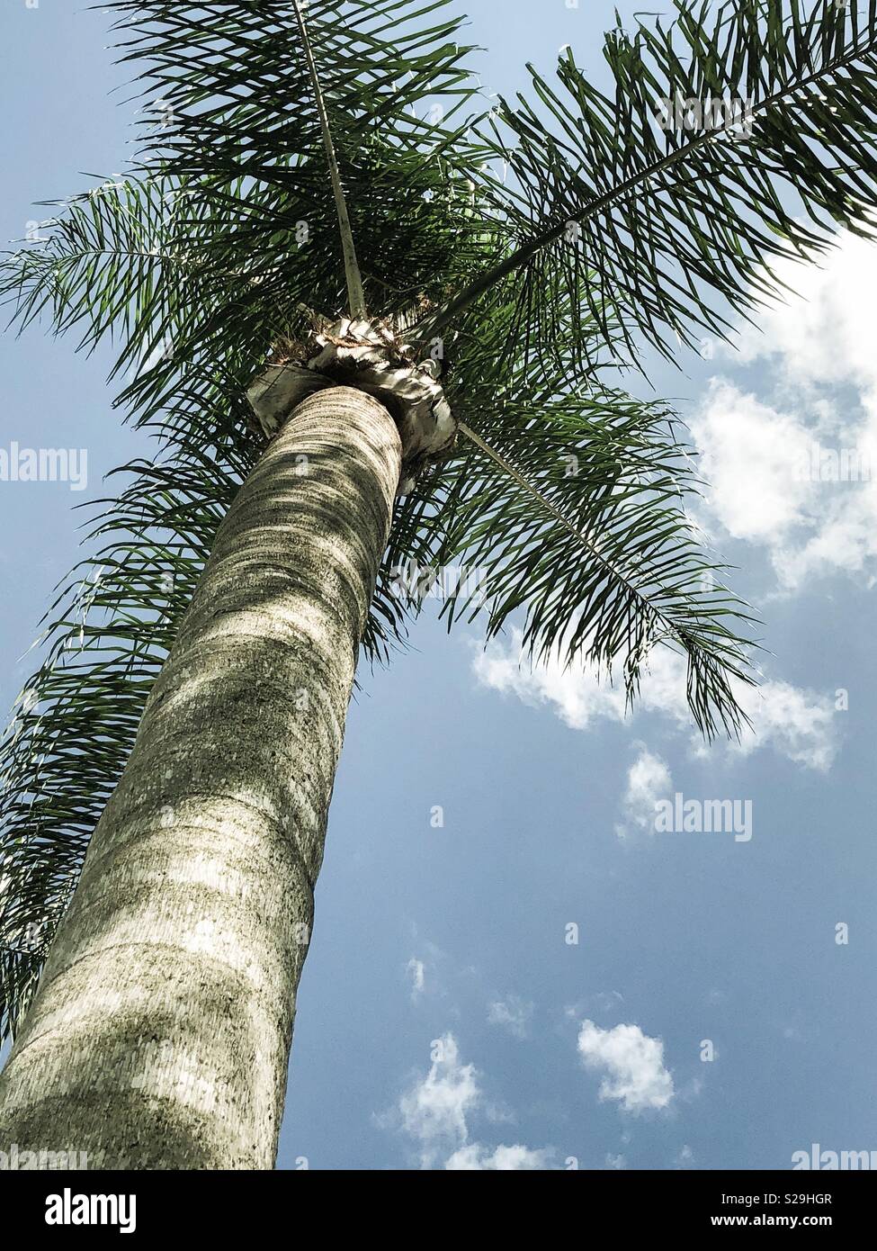 Looking up a Florida palm tree - Smartphone Captured Stock Image