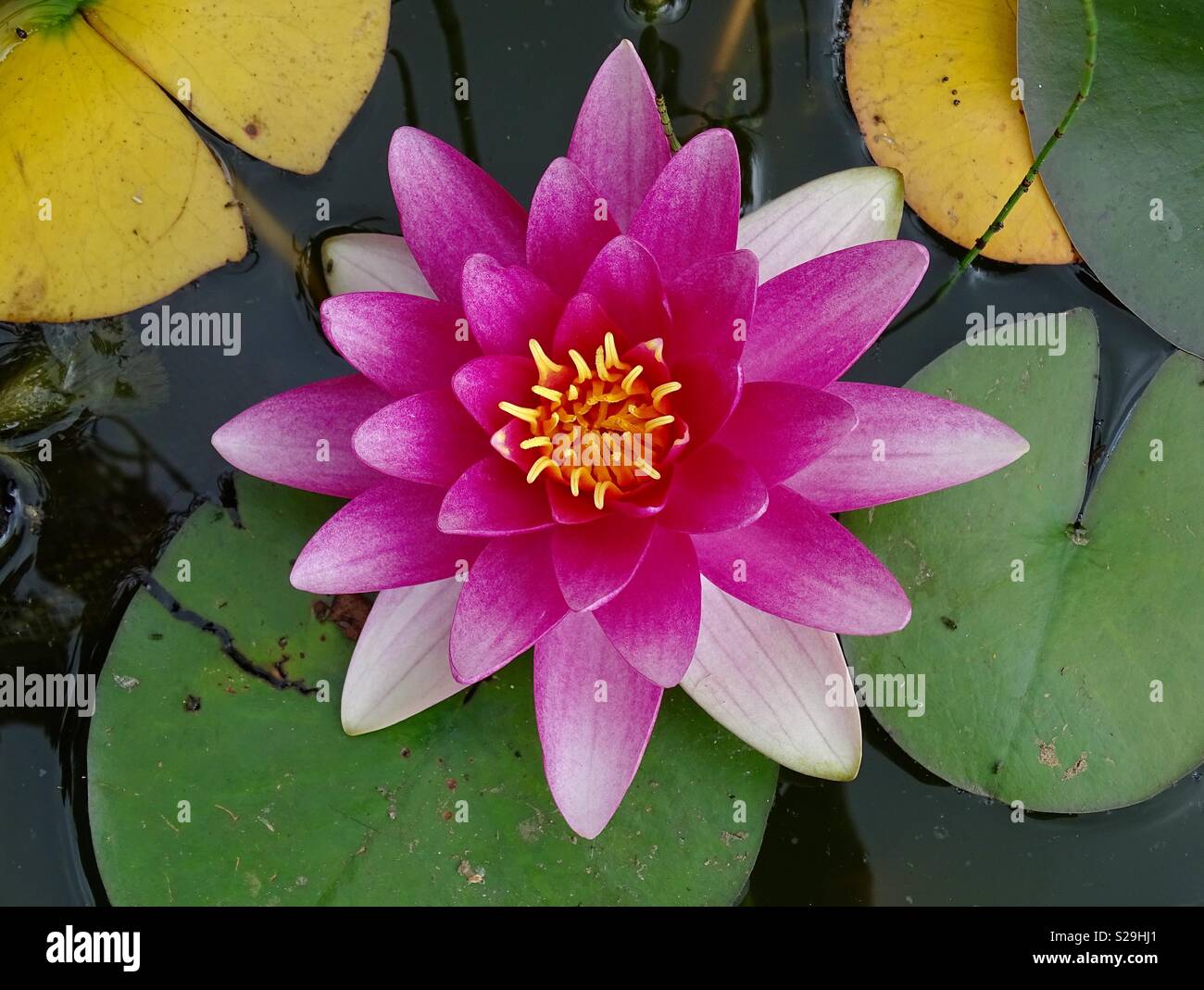 Pond lily Stock Photo