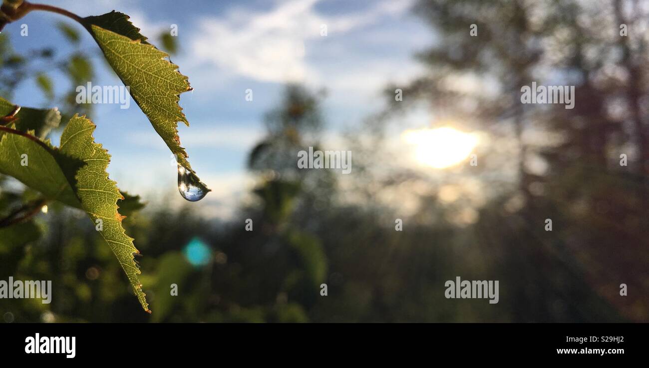 Drop of water falling down a leaf in early morning Stock Photo - Alamy