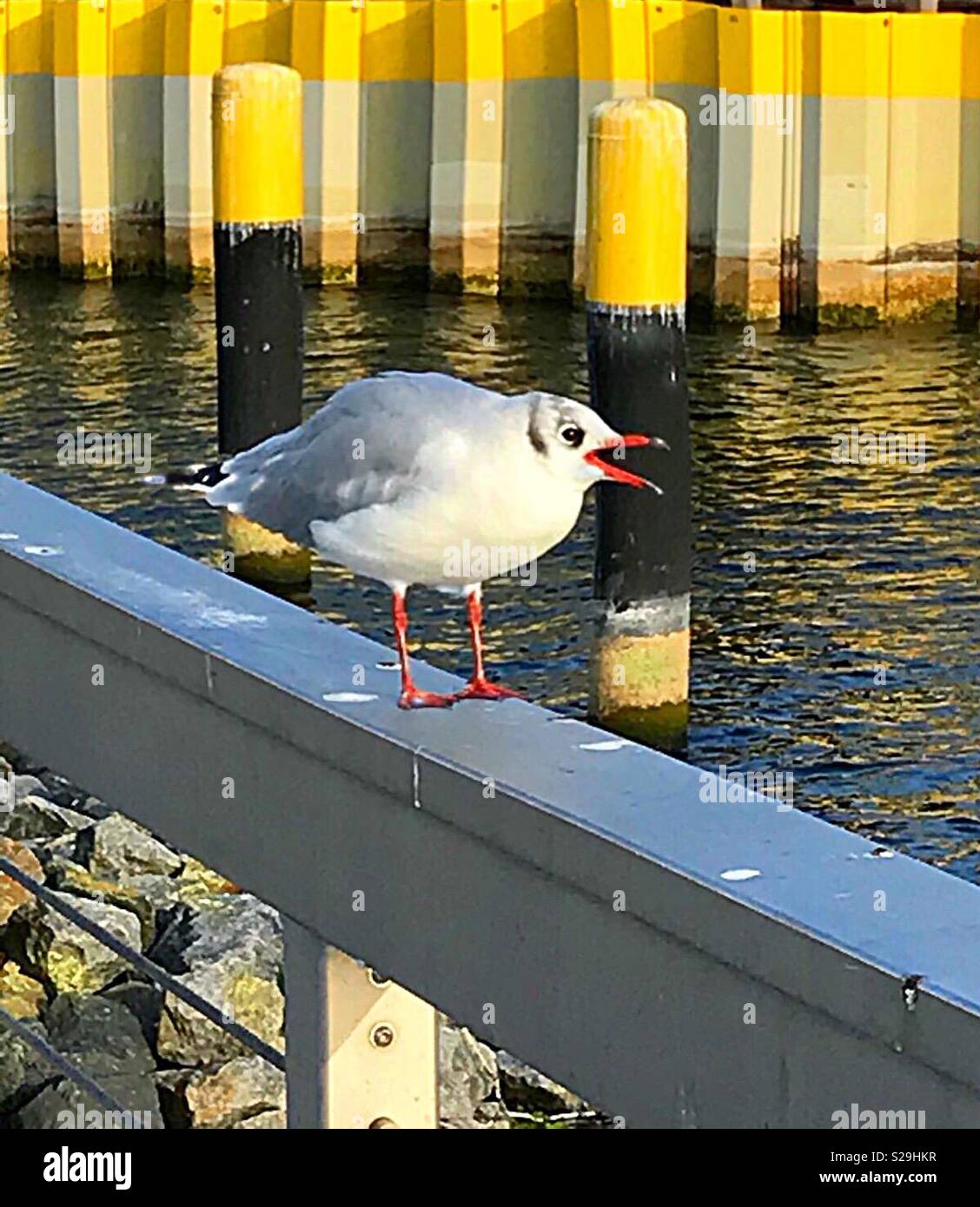 Seagull is shouting... - Smartphone Captured Stock Image