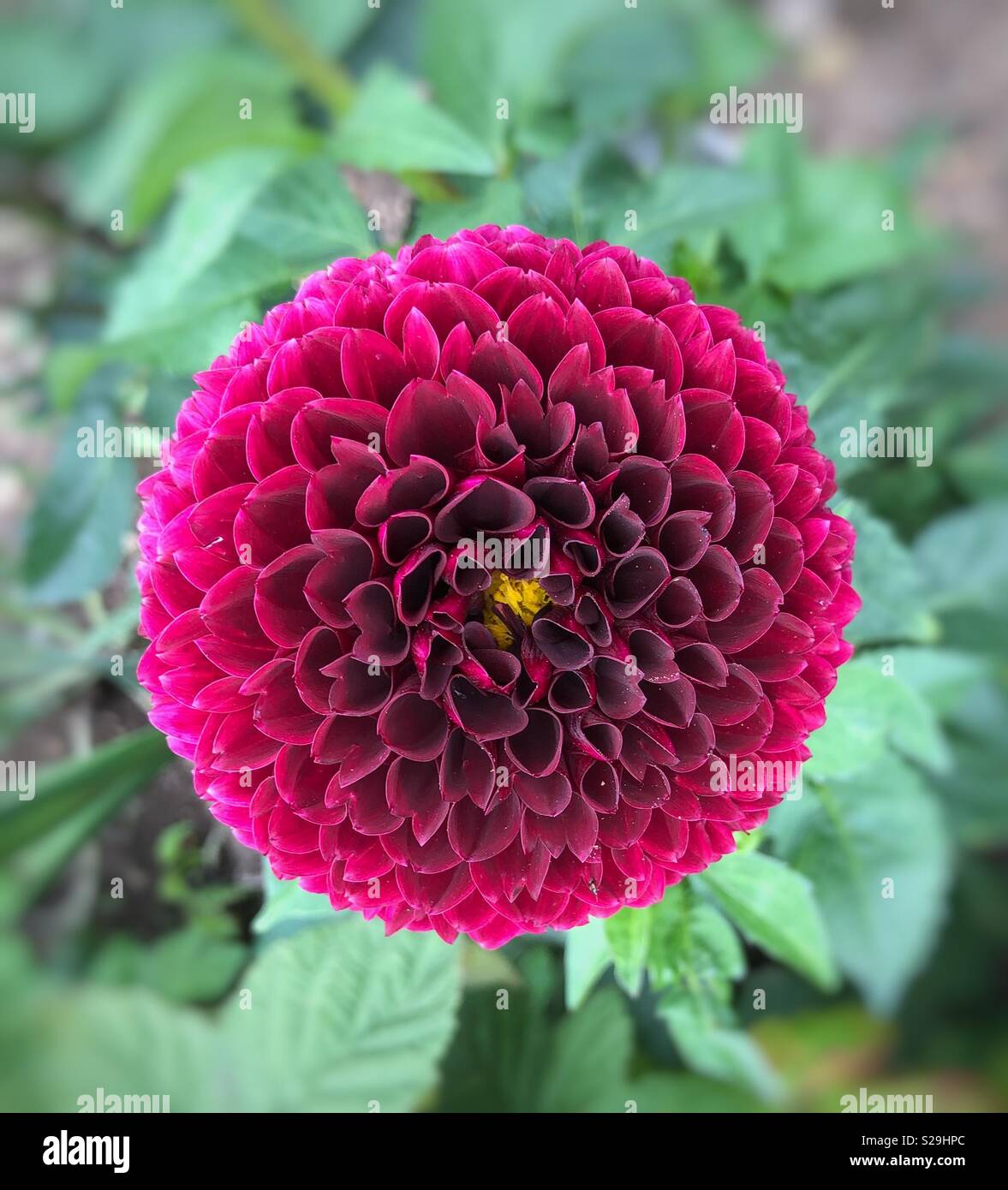 Red/pinky dahlia flower in full bloom Stock Photo