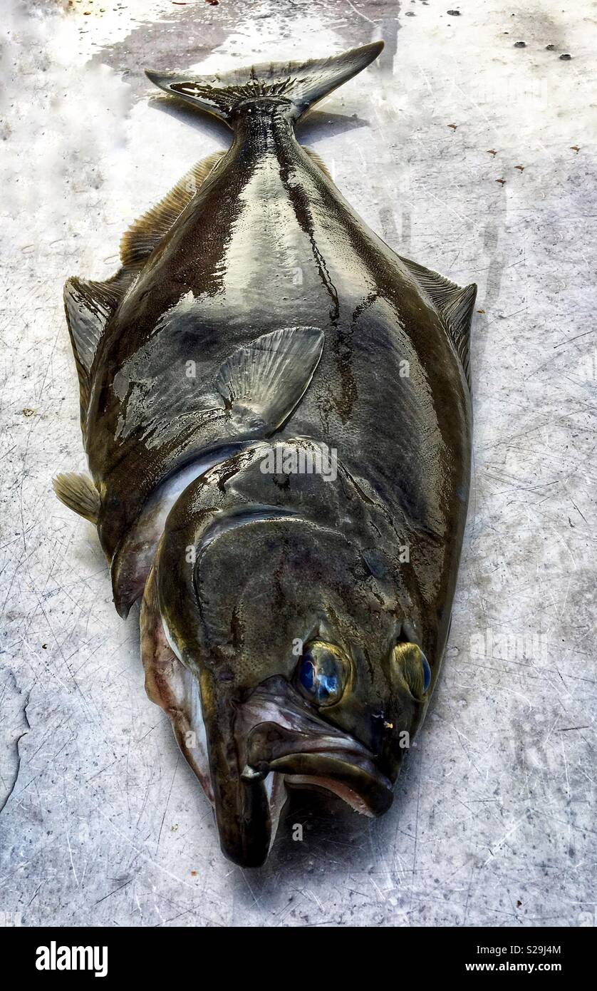 Halibut fishing hires stock photography and images Alamy