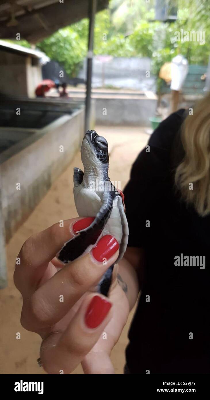 Sri Lanka Turtle Centre Stock Photo Alamy