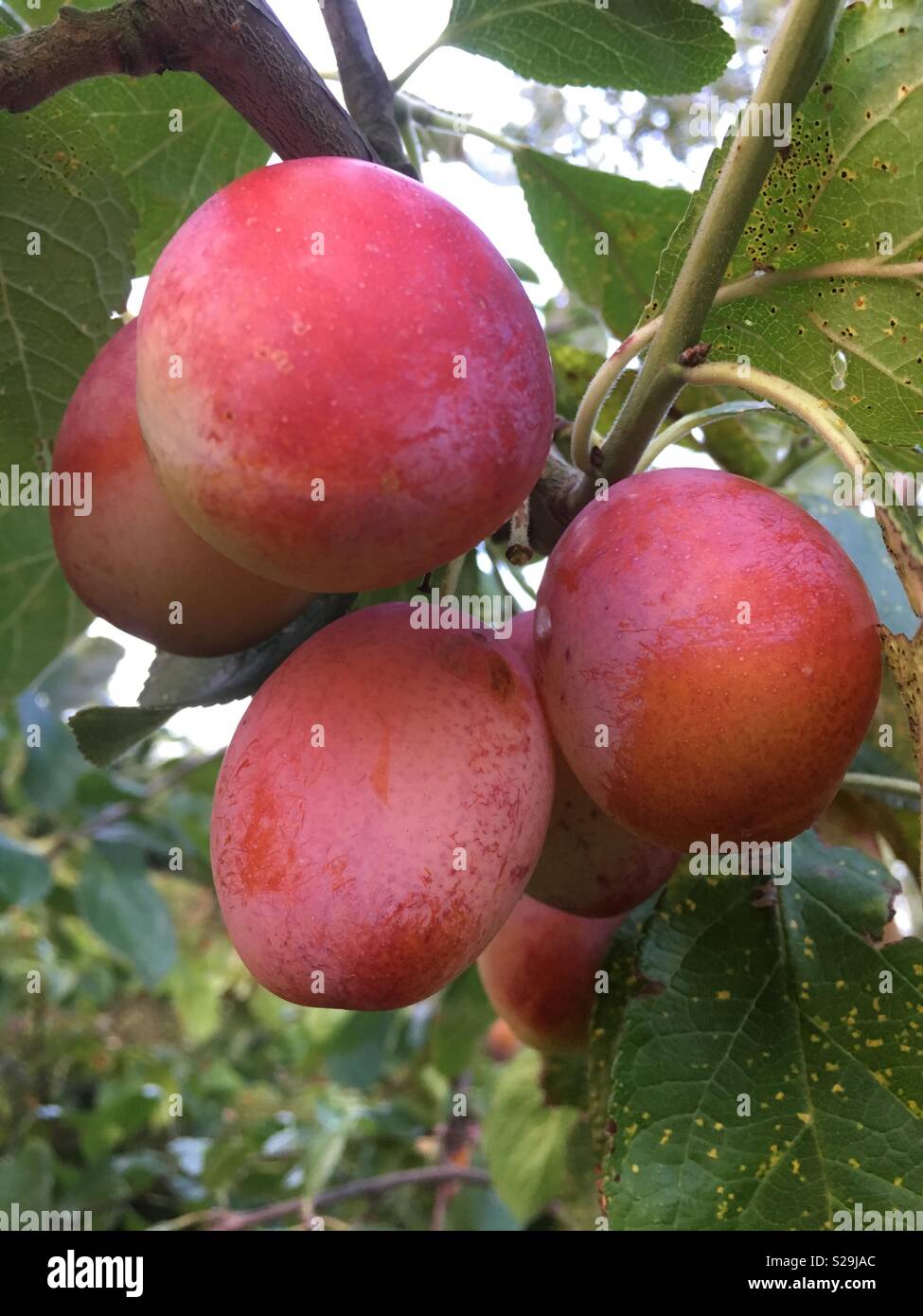 Ripe Victoria plums on a tree in Yorkshire, England, United Kingdom - Smartphone Captured Stock Image