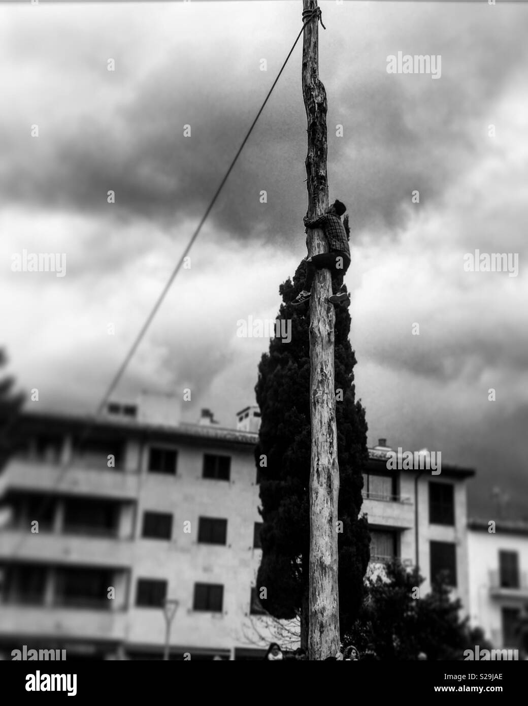 Climbing the pine, Sant Antoni, Puerto Pollensa, Mallorca - Smartphone Captured Stock Image