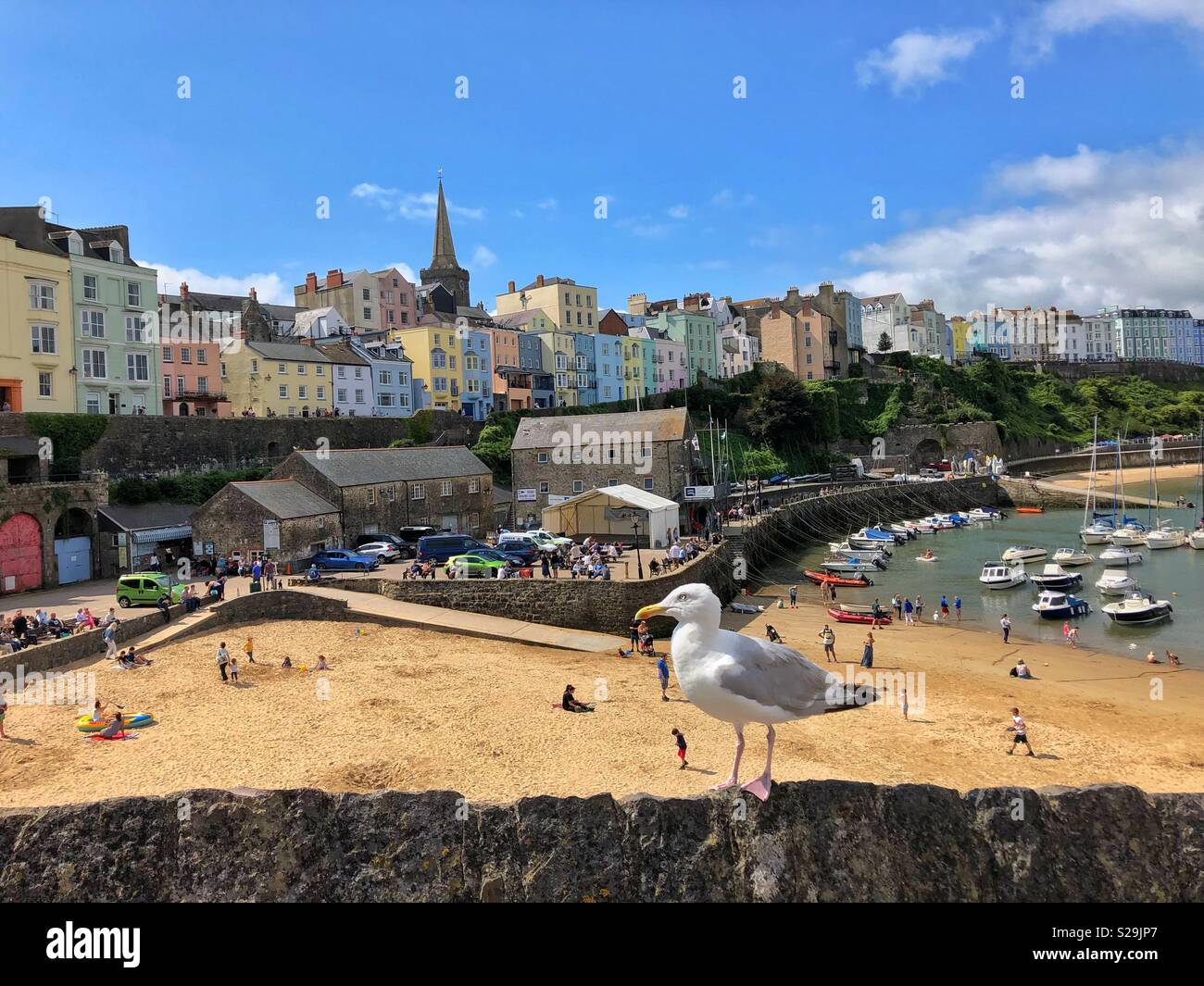 Tenby harbour, West Wales, with a Herring gull on the harbour wall. Stock Photo