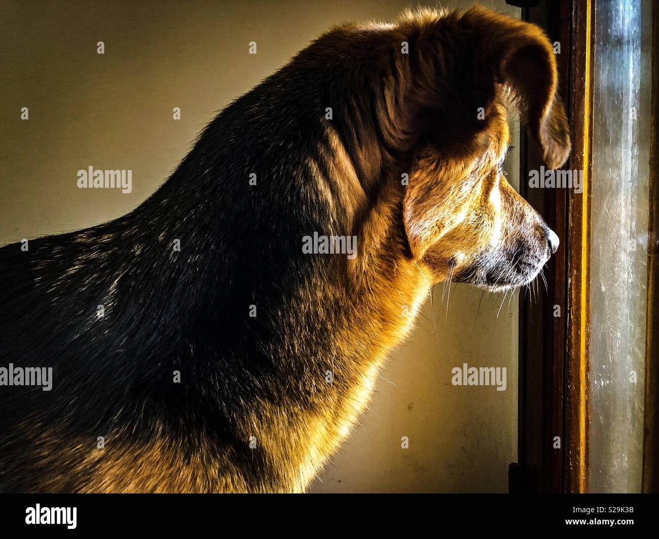 Dog window - Smartphone Captured Stock Image