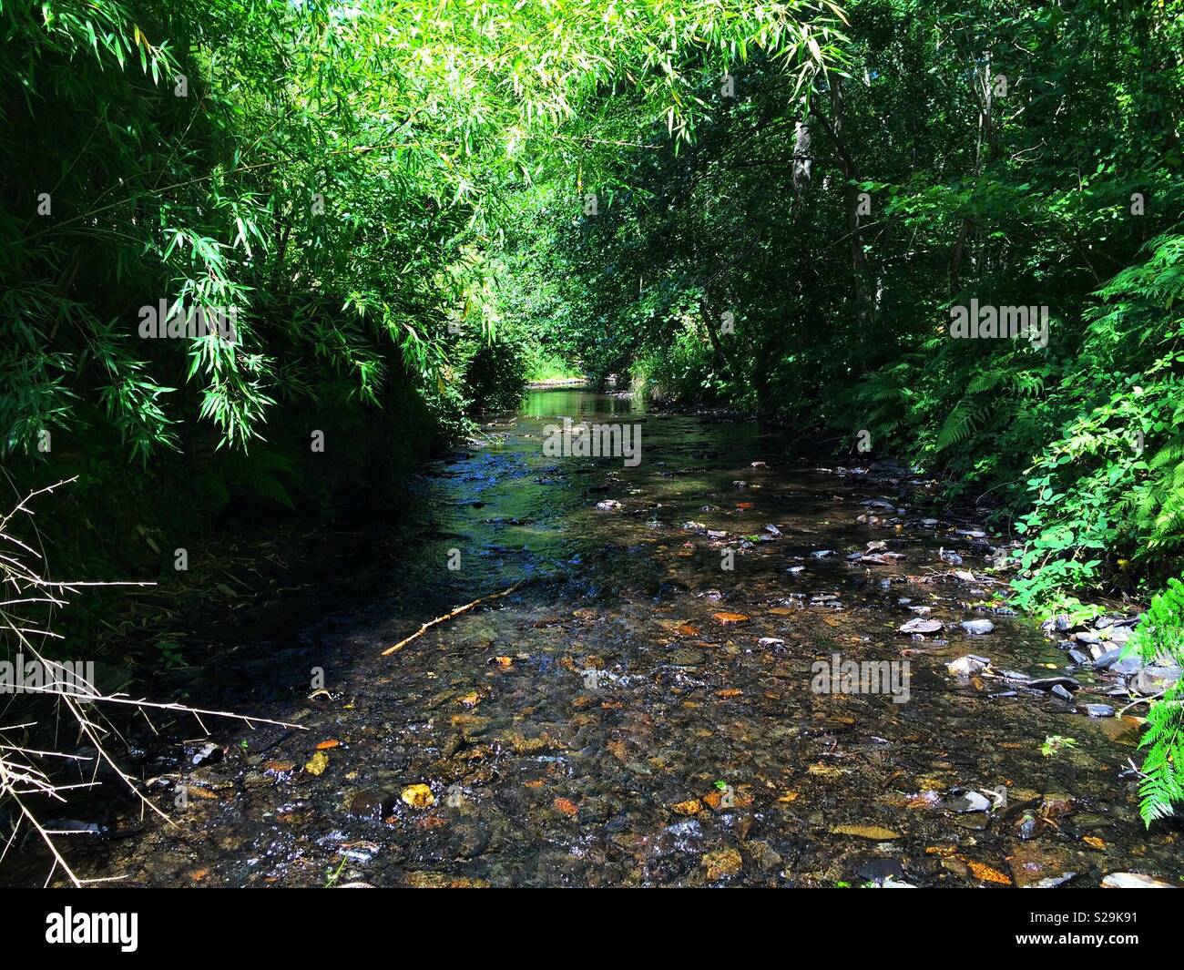 Woodland waterway hi-res stock photography and images - Alamy