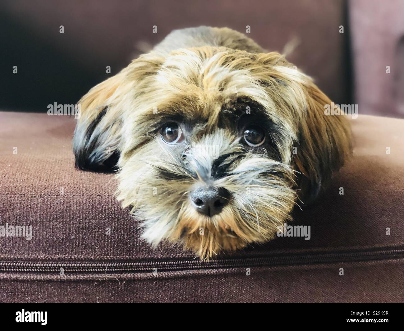 A Shih Tzu, also known as the Chrysanthemum Dog, is a toy dog breed Stock Photo