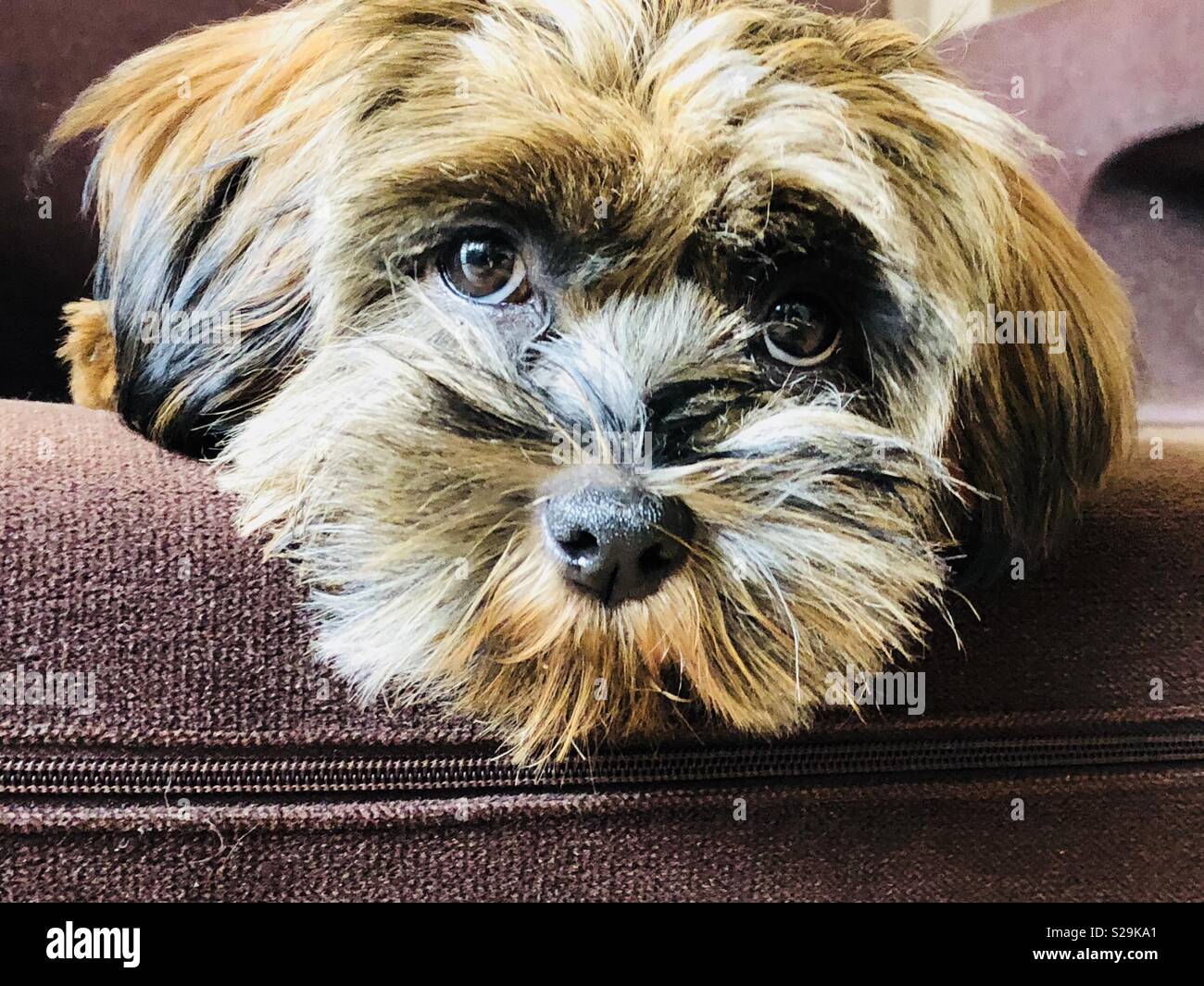 A Shih Tzu, also known as the Chrysanthemum Dog, is a toy dog breed Stock Photo