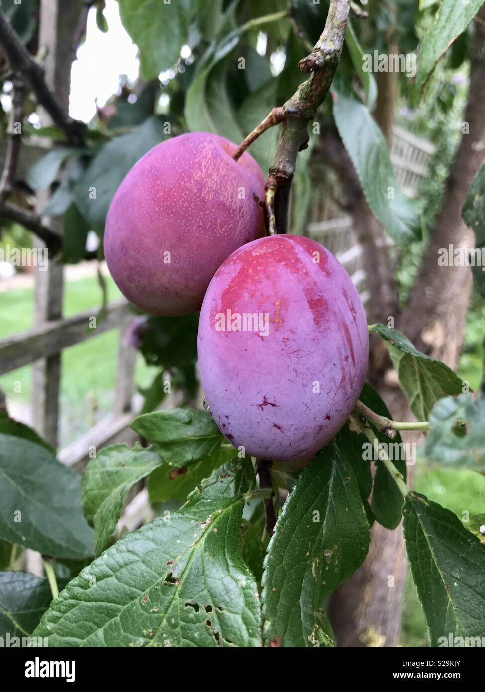 Luscious plums ripening on their tree. Stock Photo