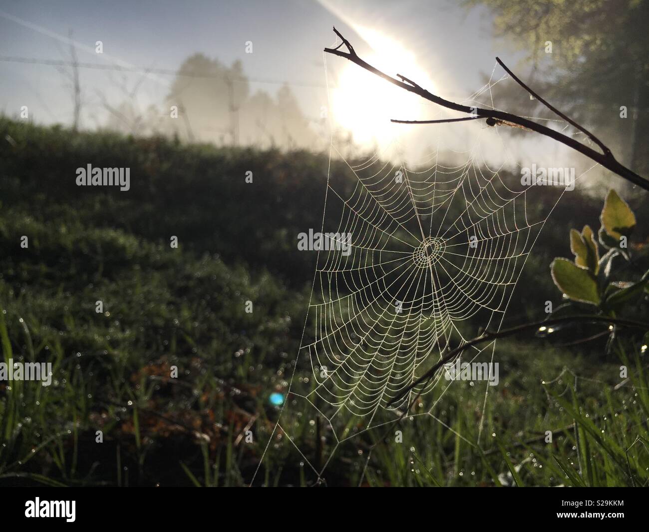 Spider web covered in dew drops - Smartphone Captured Stock Image