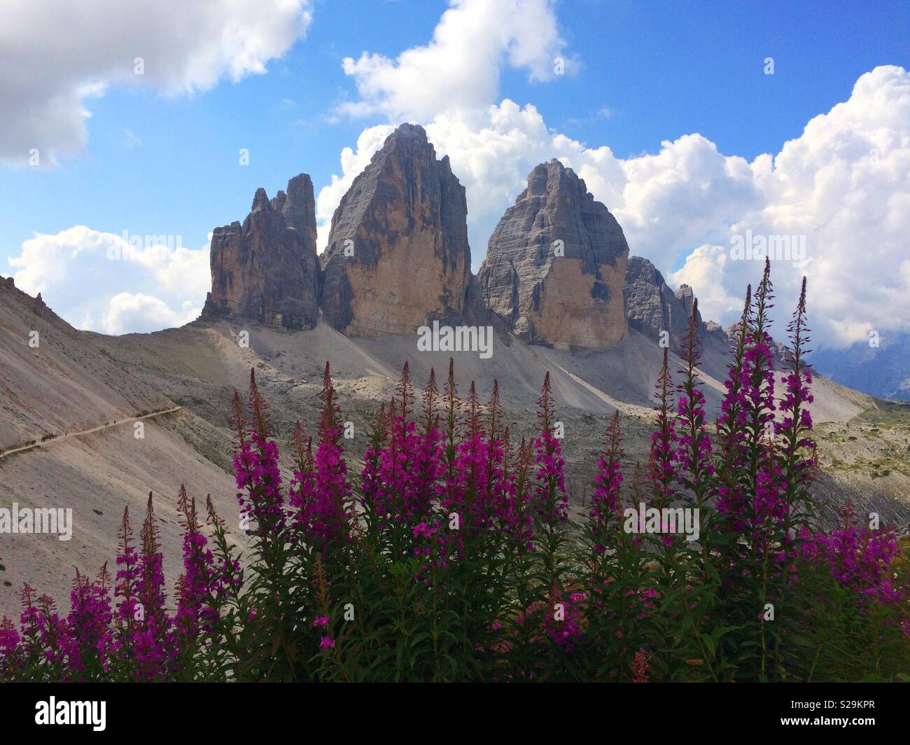 Tre Cime di Lavaredo and pink flowers. Italy. - Smartphone Captured Stock Image