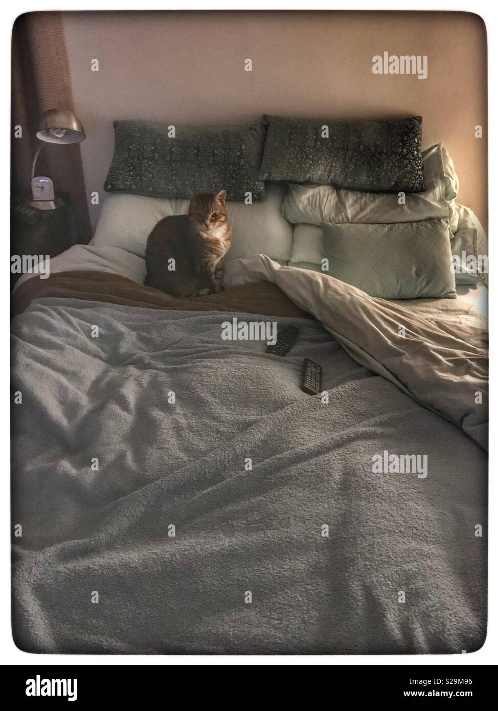 Cat waiting for it’s owner to get into bed. - Smartphone Captured Stock Image
