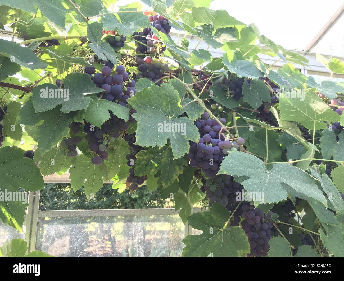 Grapes in greenhouse hires stock photography and images Alamy
