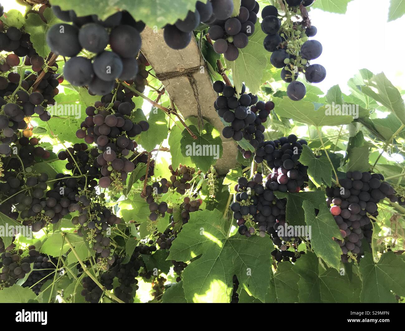 Grapevine in a greenhouse hires stock photography and images Alamy