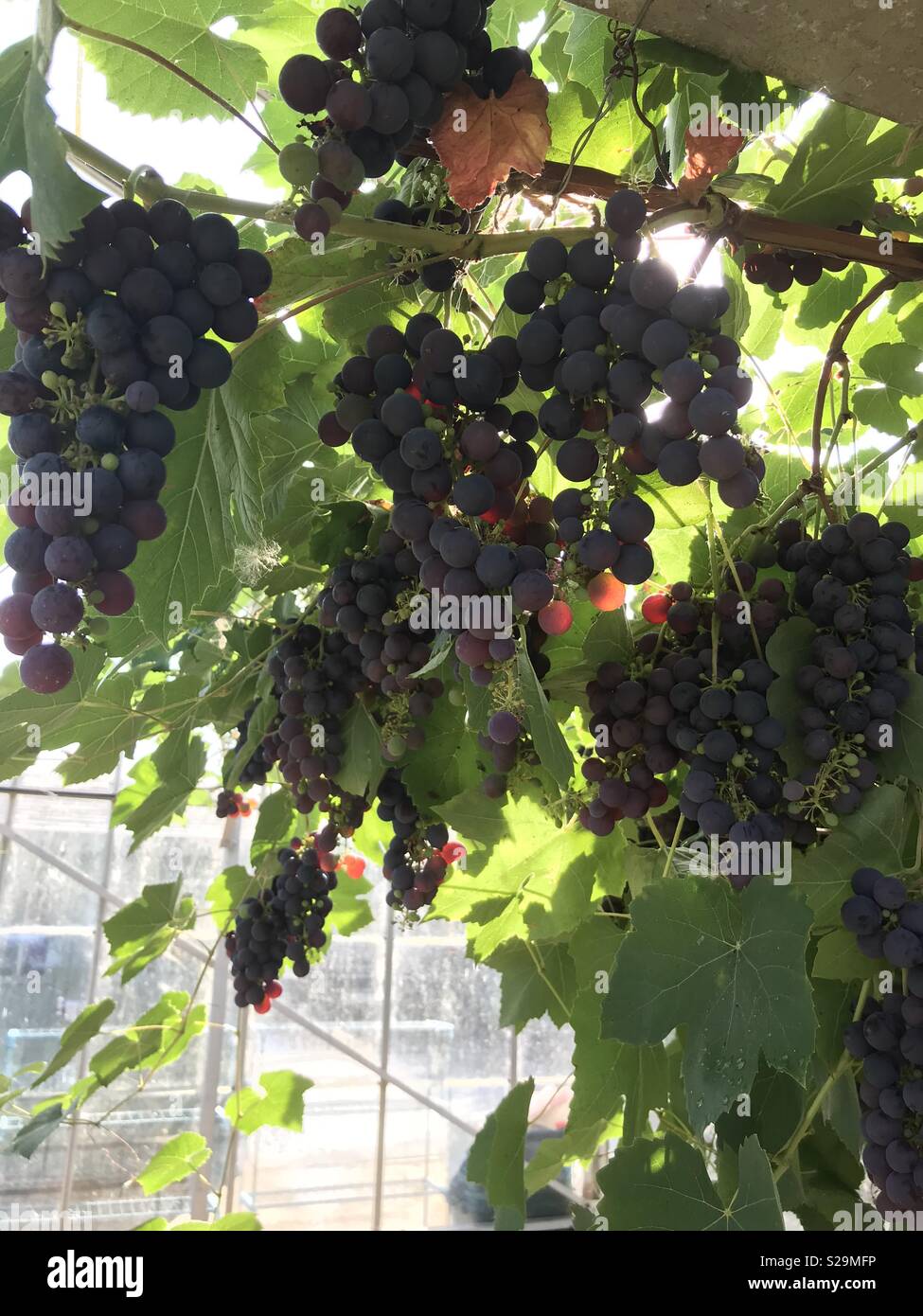 Grapevine in a greenhouse hires stock photography and images Alamy