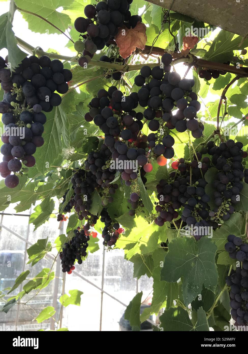 Grapes growing in a greenhouse Stock Photo Alamy