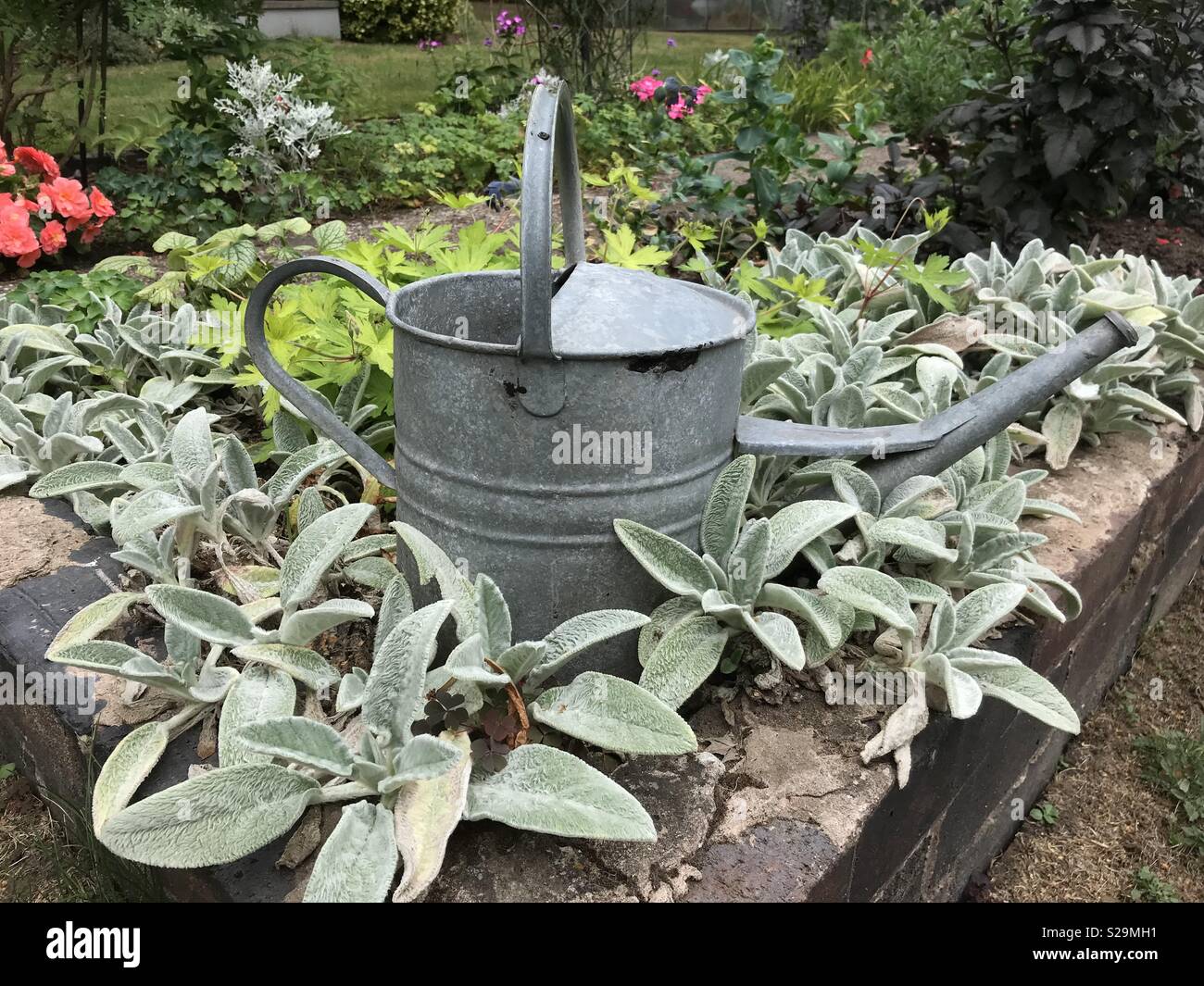 Watering can feature in a garden Stock Photo Alamy