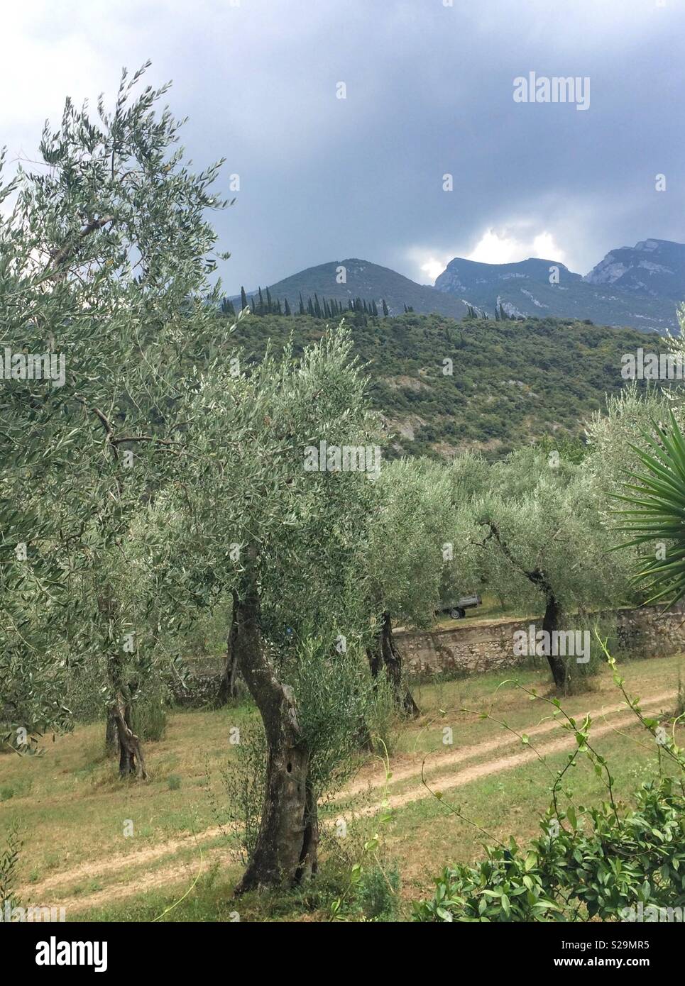 Olive trees in Italy Stock Photo Alamy