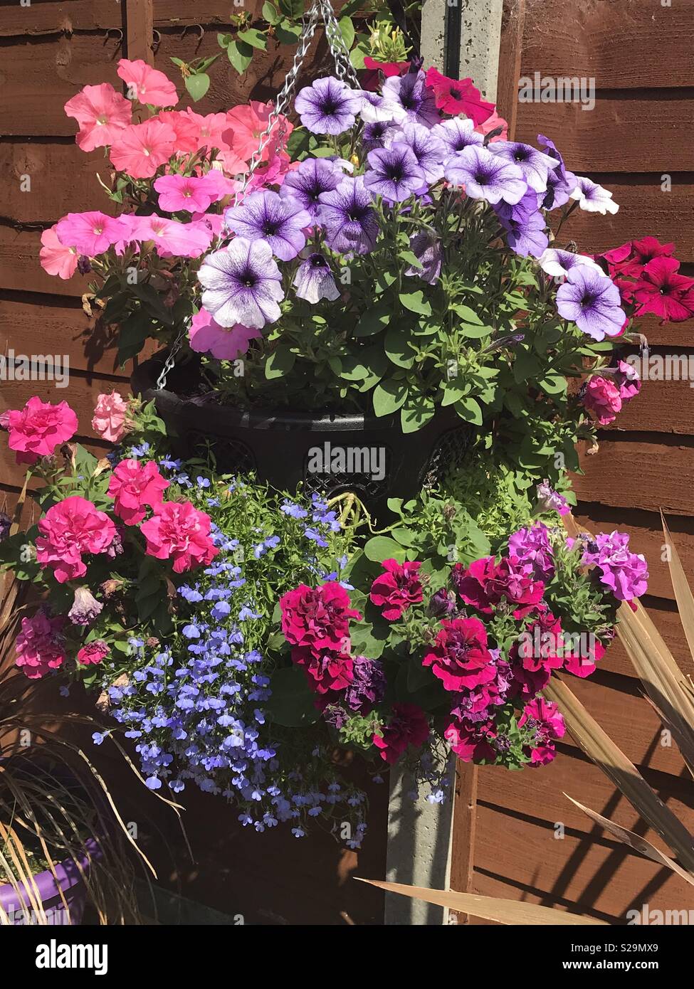 Hanging basket flowers hi-res stock photography and images - Alamy