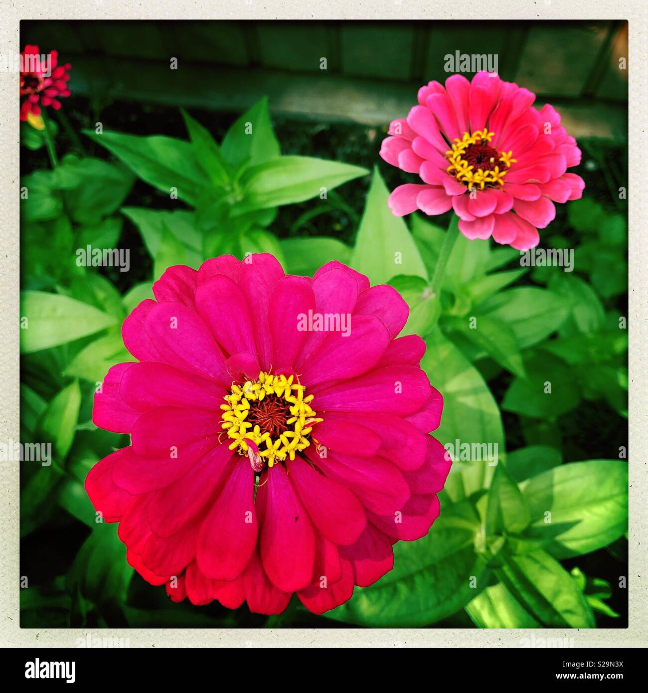 Stunning magenta zinnias in summer. - Smartphone Captured Stock Image