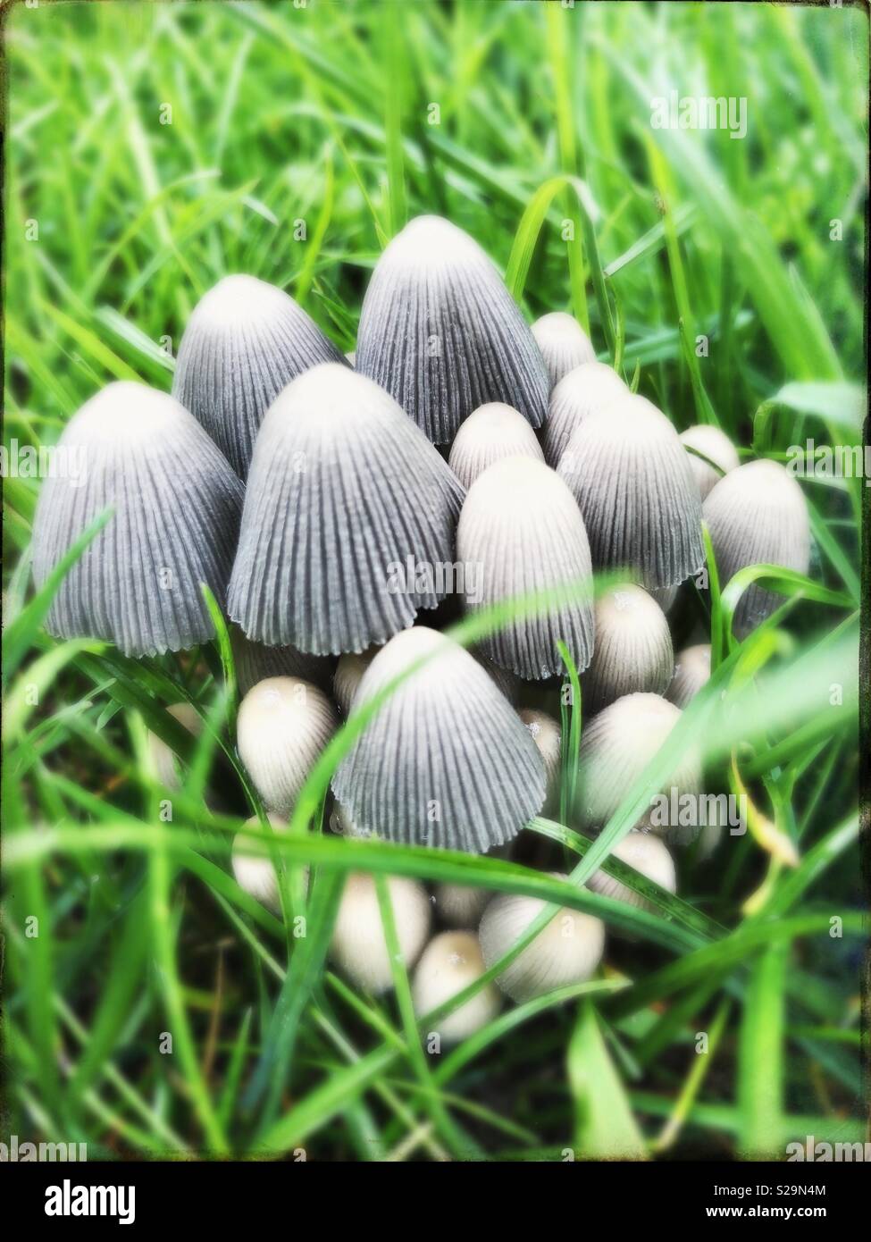 Toadstools in grass hires stock photography and images Alamy