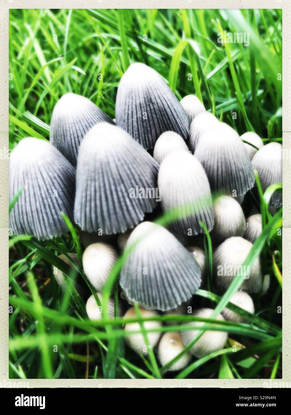 Toadstools in grass - Smartphone Captured Stock Image