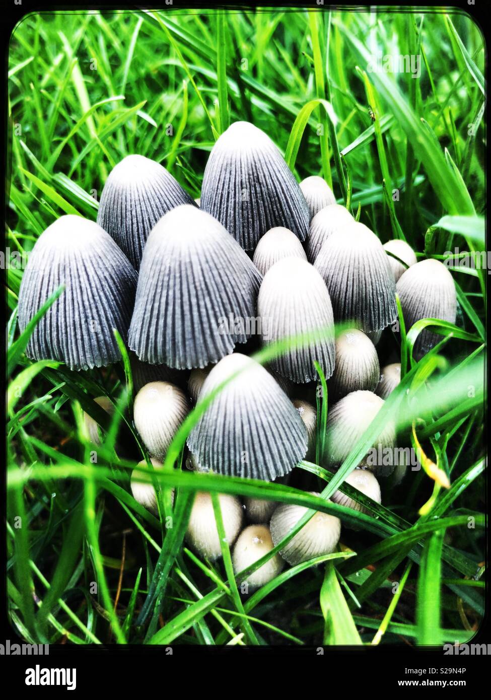 Toadstools in grass - Smartphone Captured Stock Image