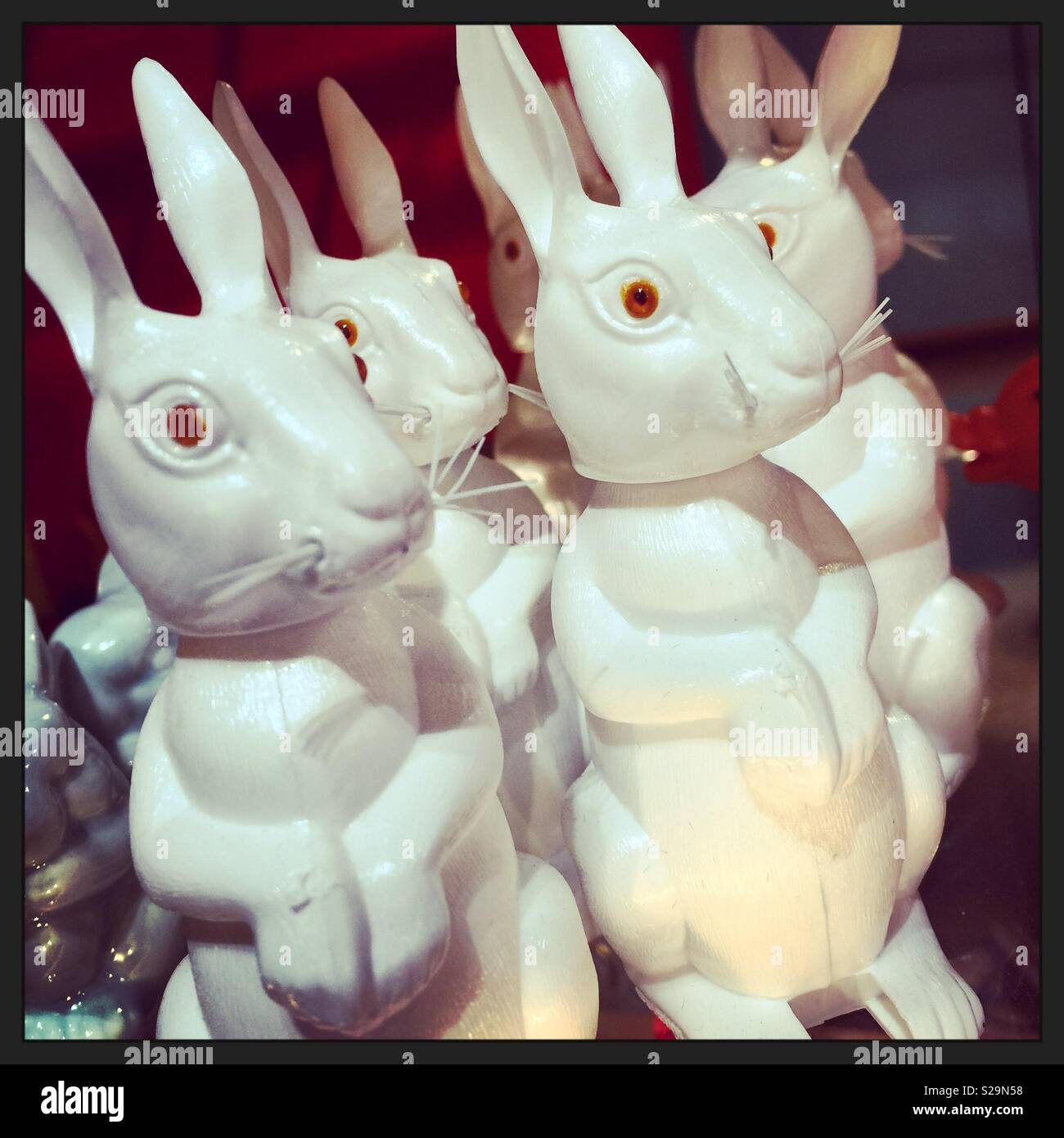 White Rabbits - Smartphone Captured Stock Image