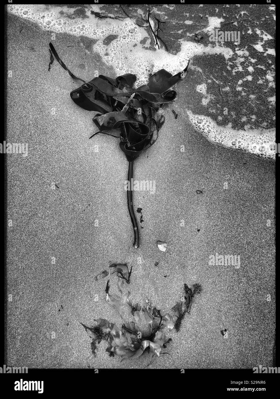 Kelp and debris washed up on the tide line. - Smartphone Captured Stock Image