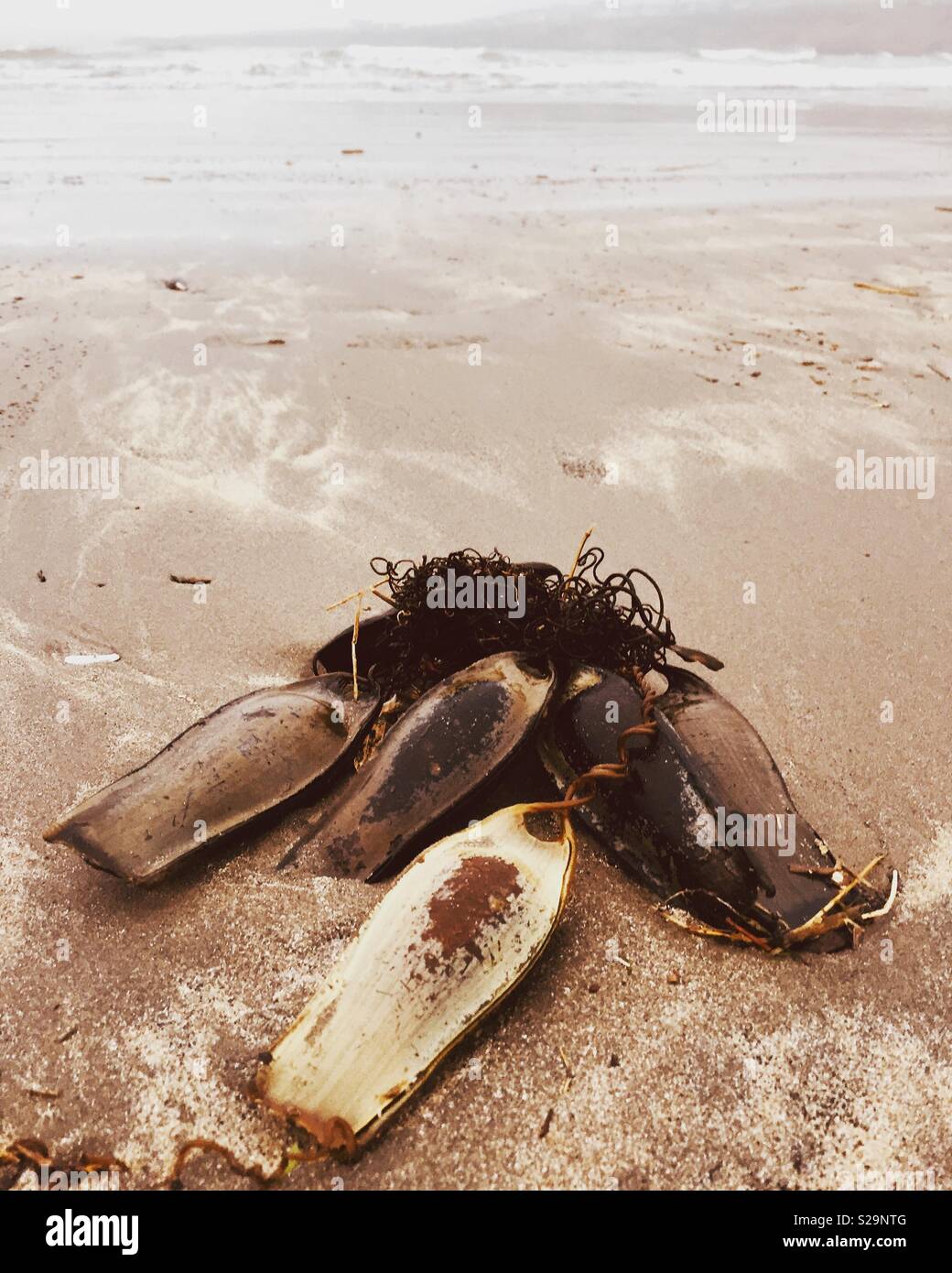 Mermaids purse hi-res stock photography and images - Alamy