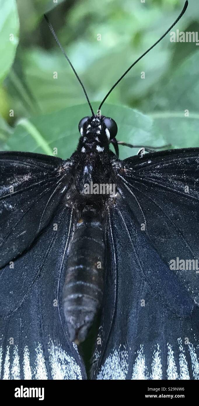 Close up of black butterfly Stock Photo