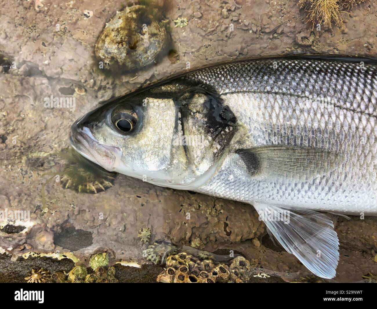 Head of a live sea bass ( Dicentrarchus labrax) in a rock pool, prior to being returned. Stock Photo