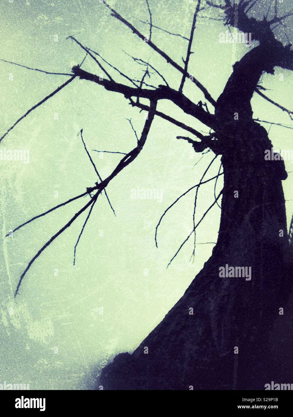 Dead tree branches silhouette - Smartphone Captured Stock Image