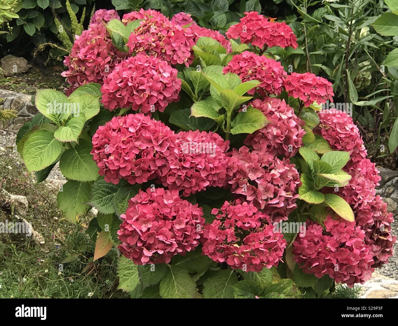 Collection of flowers in bloom in California Stock Photo Alamy