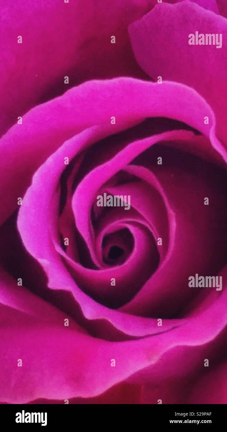 The perfect rose hi-res stock photography and images - Alamy