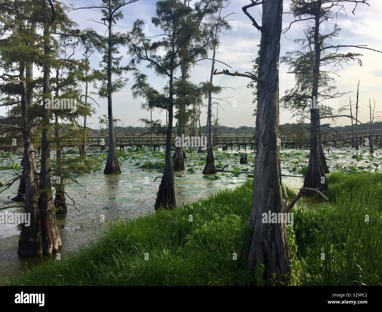 Beautiful Black Bayou in Monroe, Louisiana Stock Photo