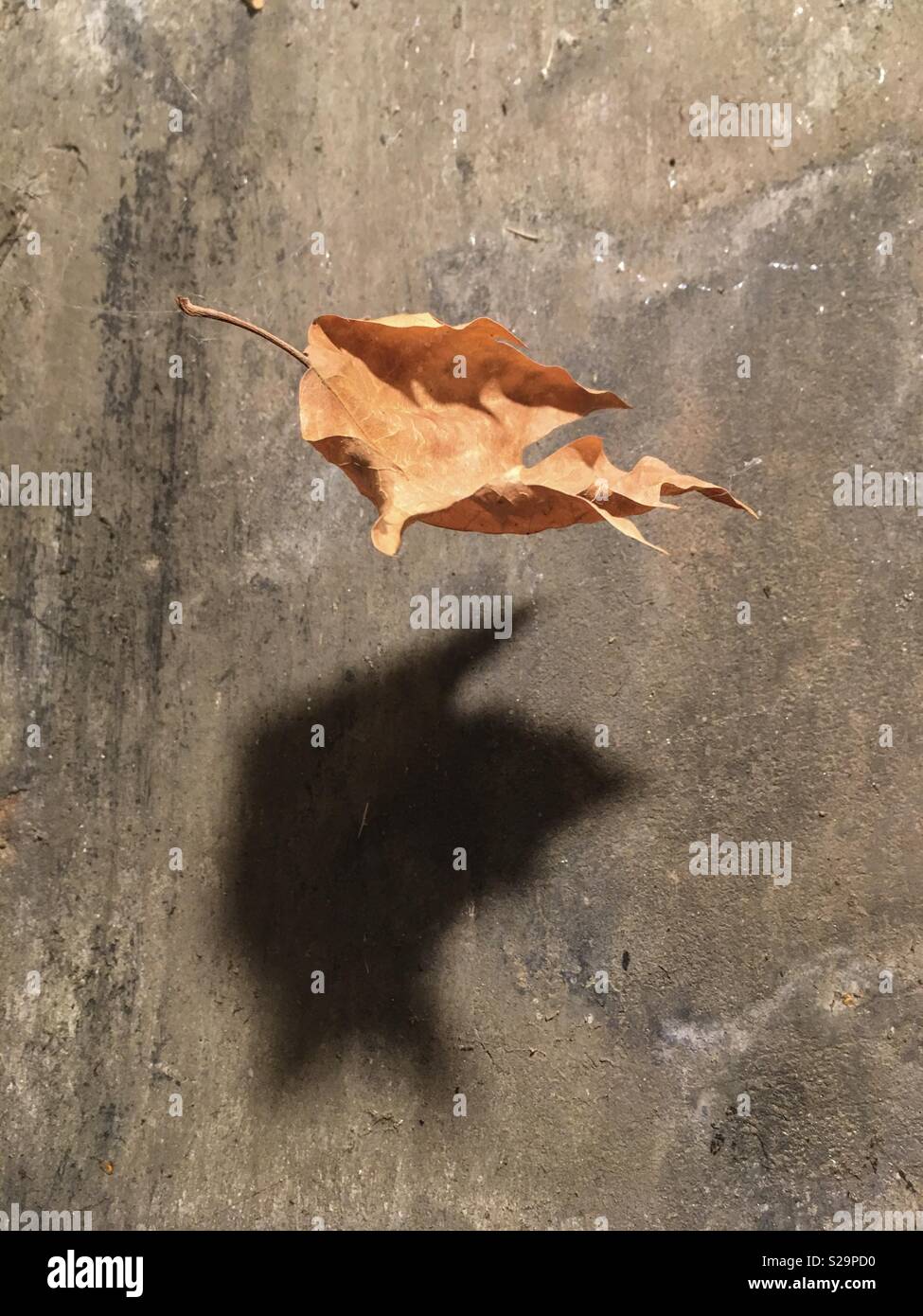 Autumn leaf falling against an old concrete wall. - Smartphone Captured Stock Image