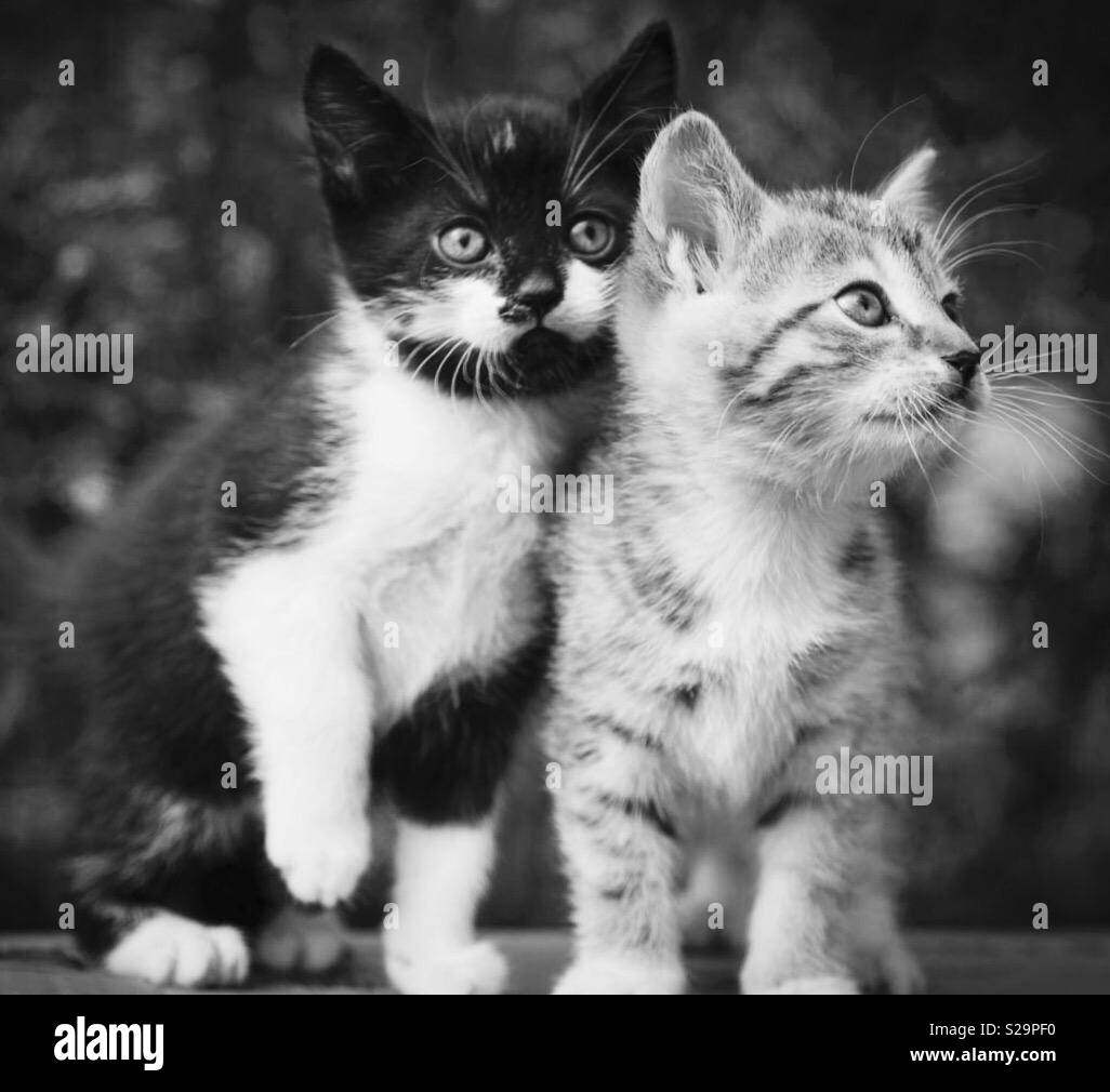 Two kittens sitting together on a cardboard box Stock Photo