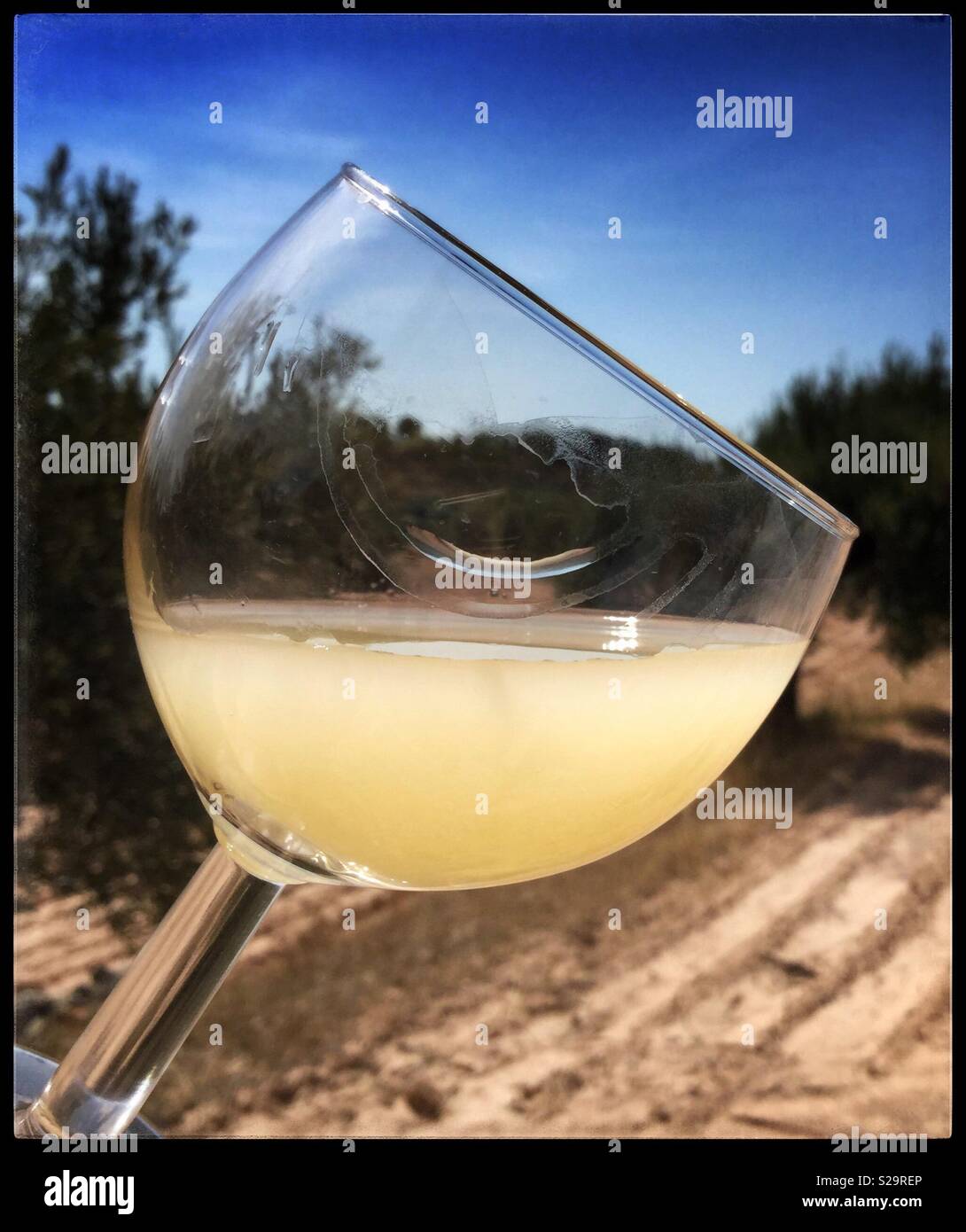 One week old barrel sample of the 2018 Macabeo wine, Catalonia, Spain. - Smartphone Captured Stock Image