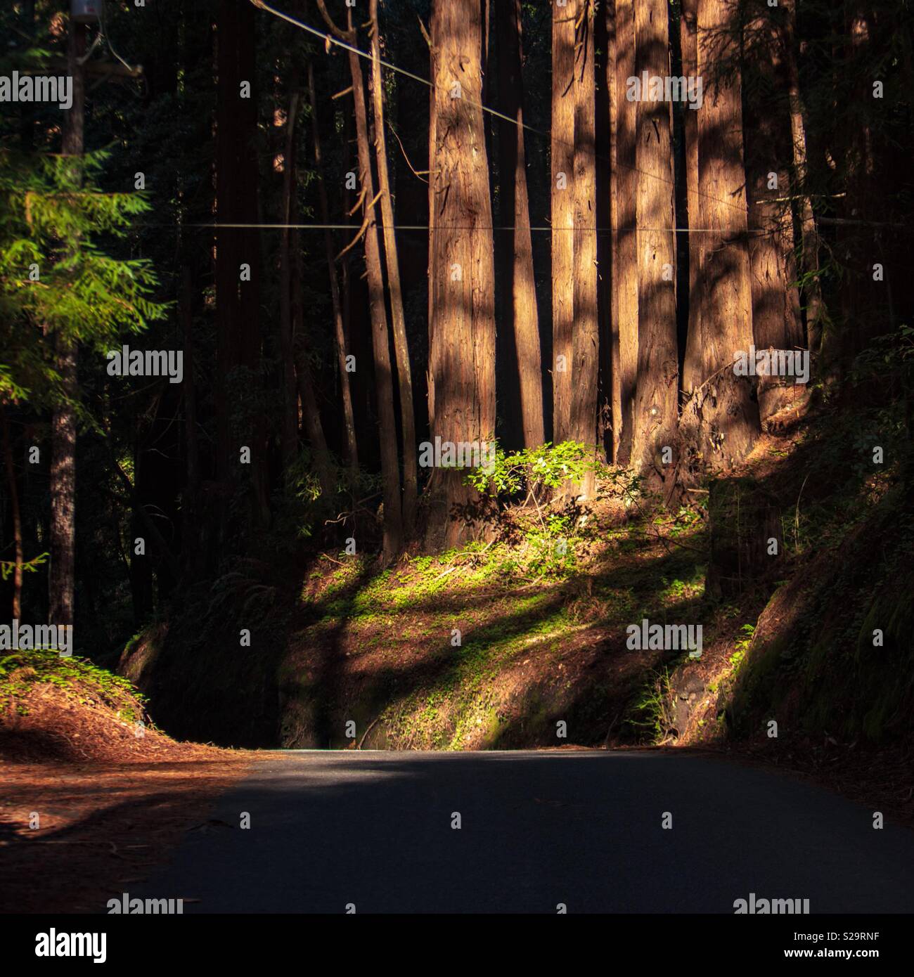 A light in the forest Stock Photo Alamy