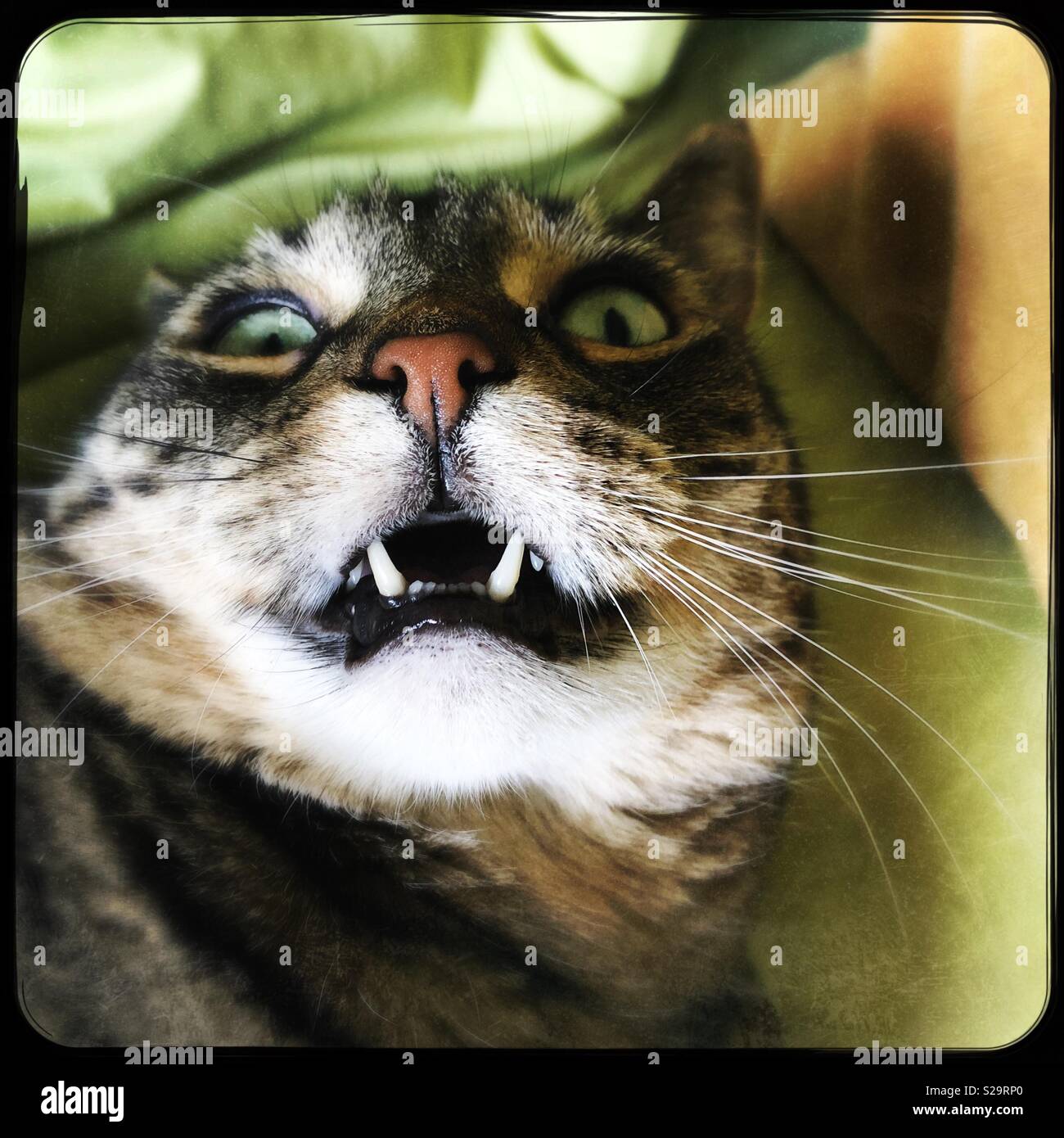 Crazy kitty 2025