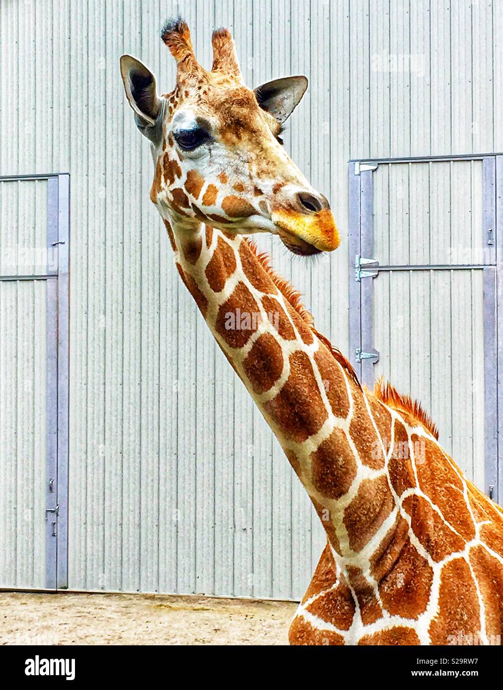 Curious giraffe looking to the right with large building in background - Smartphone Captured Stock Image