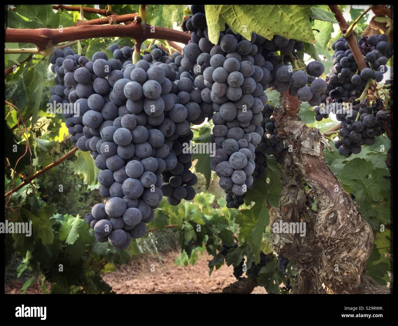 Carignan grape hires stock photography and images Alamy