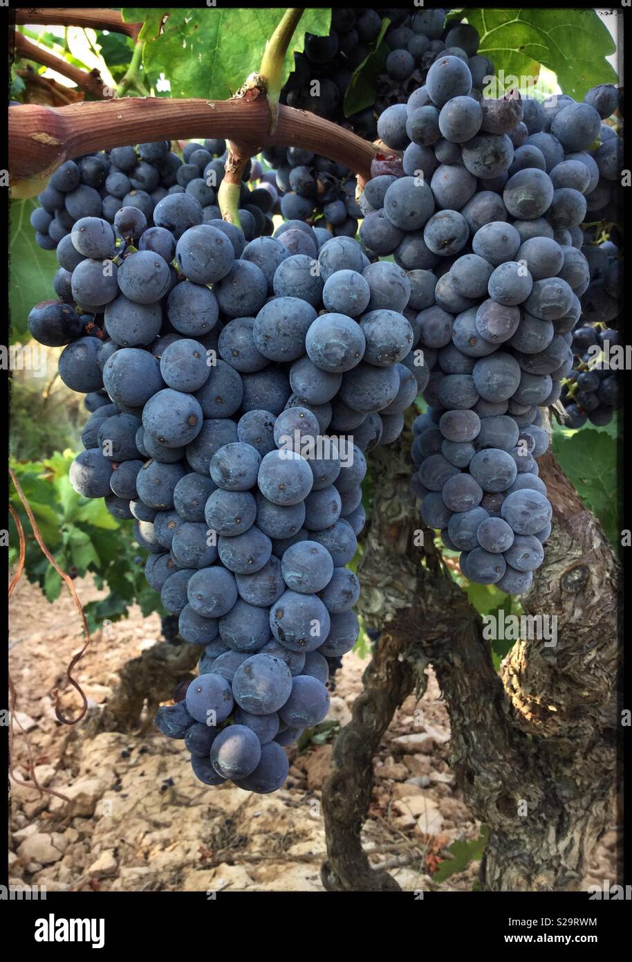 Carignan grape hires stock photography and images Alamy